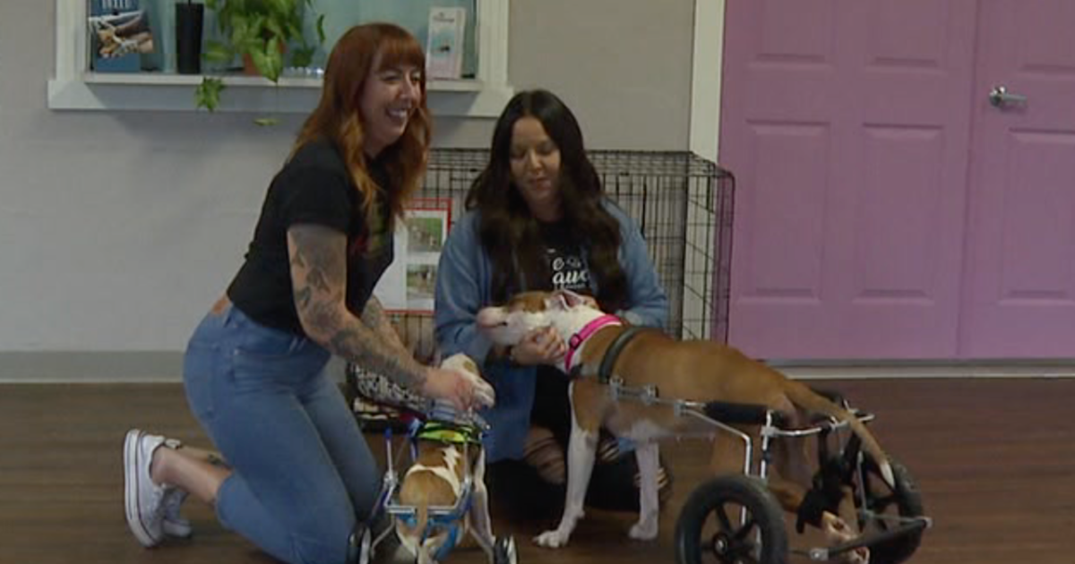 Second chance at life online dog rescue